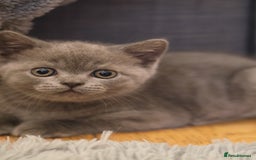 British Shorthair cats for sale: Teddy-Soft Blue British Shorthair Kitten - Image 1