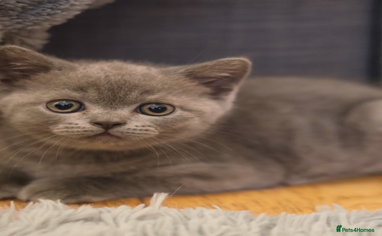 British Shorthair cats - Advert 9