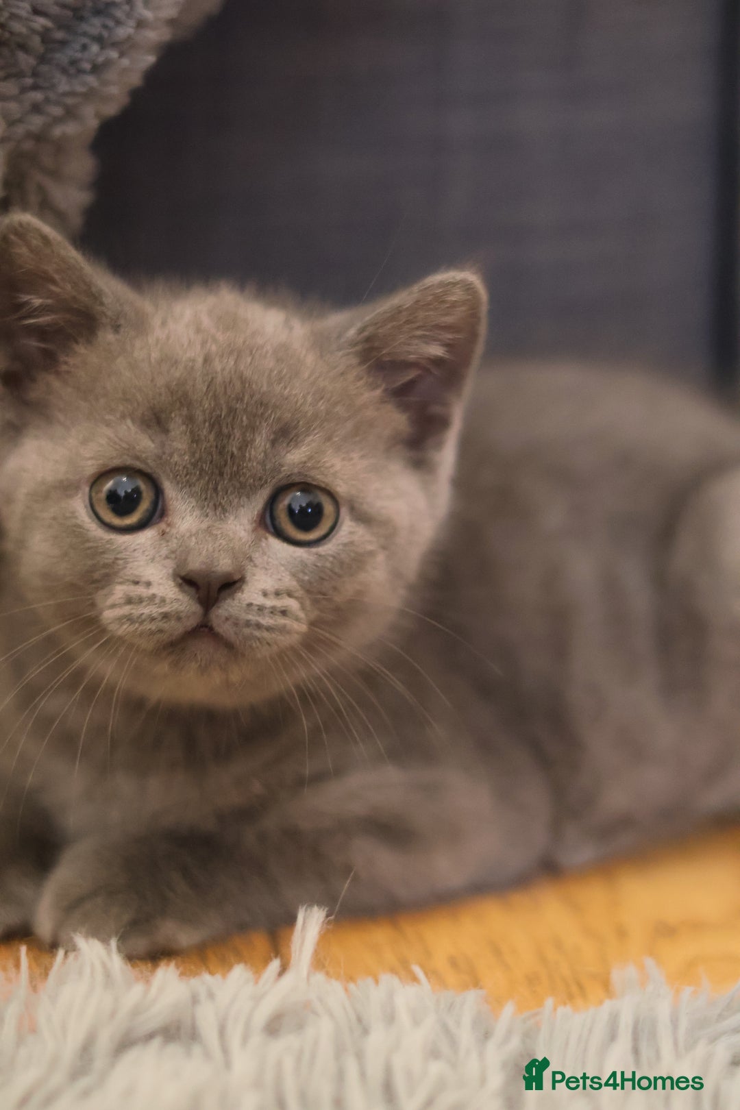 British Shorthair cats for sale: Teddy-Soft Blue British Shorthair Kitten - Image 1