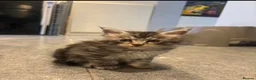 Maine Coon cats for sale: Stunning Mainecoon Kittens - Advert 3