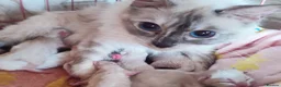 Ragdoll cats for sale: Stunning Ragdolls Reserve Now. - Advert 17
