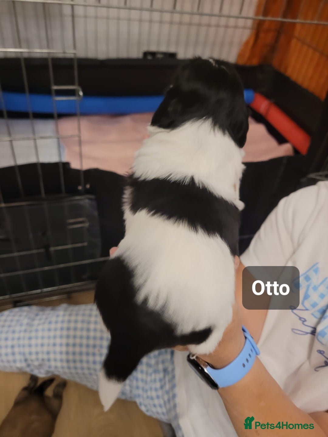 Shih Tzu dogs for sale: Beautiful Shih Tzu Puppies - Image 28