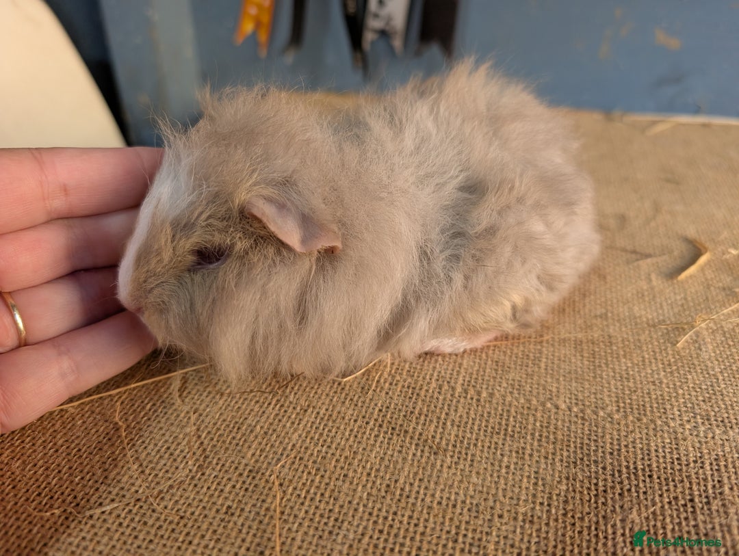 Guinea Pig rodents for sale: Swiss breed baby guinea pigs  - Image 5