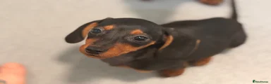 Miniature Dachshund 1
