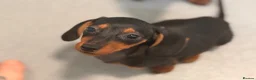 Miniature Dachshund dogs for sale: Four beautiful miniature dachshund puppies  - Advert 2