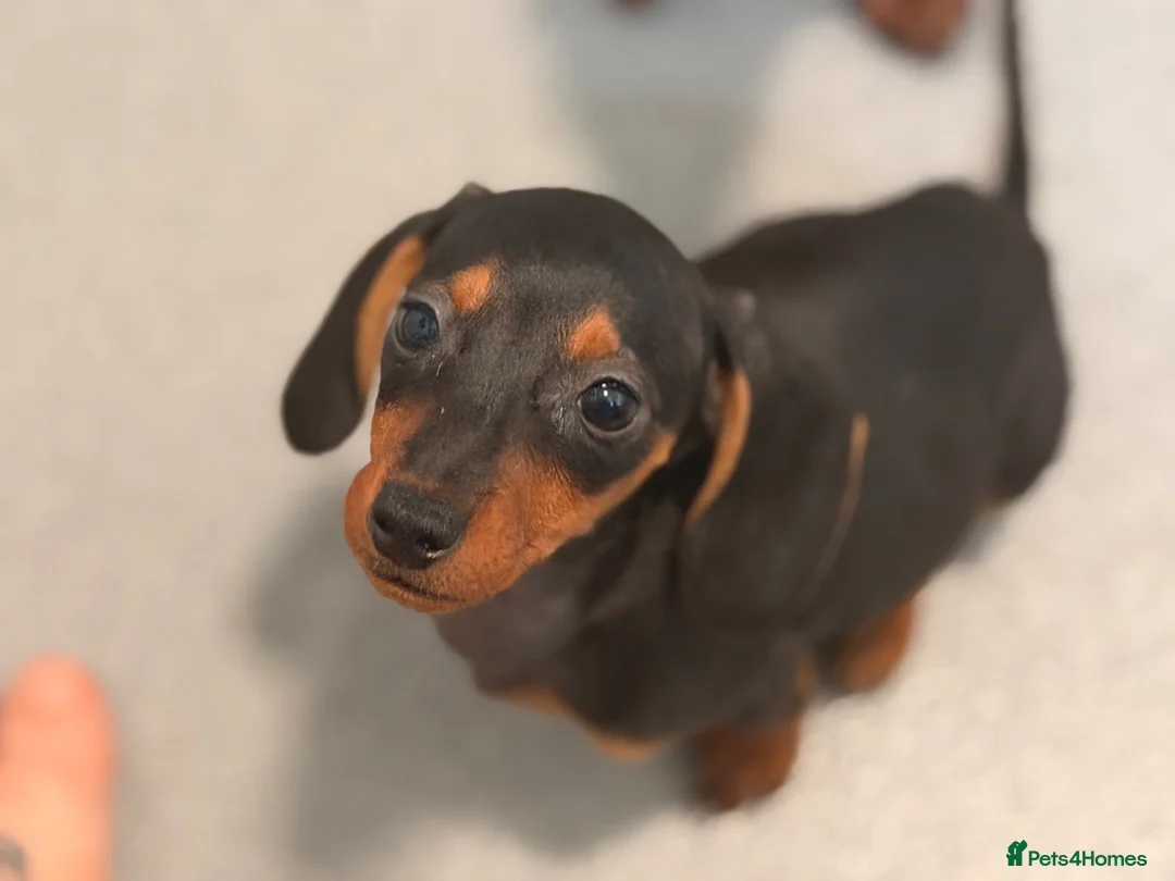 Miniature Dachshund dogs for sale: Four beautiful miniature dachshund puppies  - Advert 2