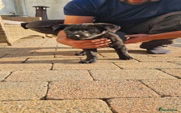 Mixed Breed dogs for sale: Rollie Pup For Sale - Image 2