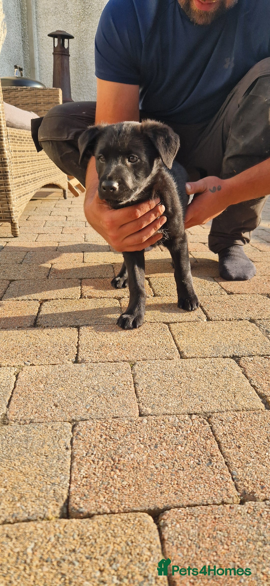 Mixed Breed dogs for sale: Rollie Pup For Sale - Image 2