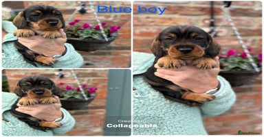 Dachshund dogs - Advert 3