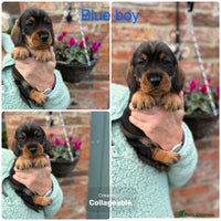 Dachshund dogs - Advert 3