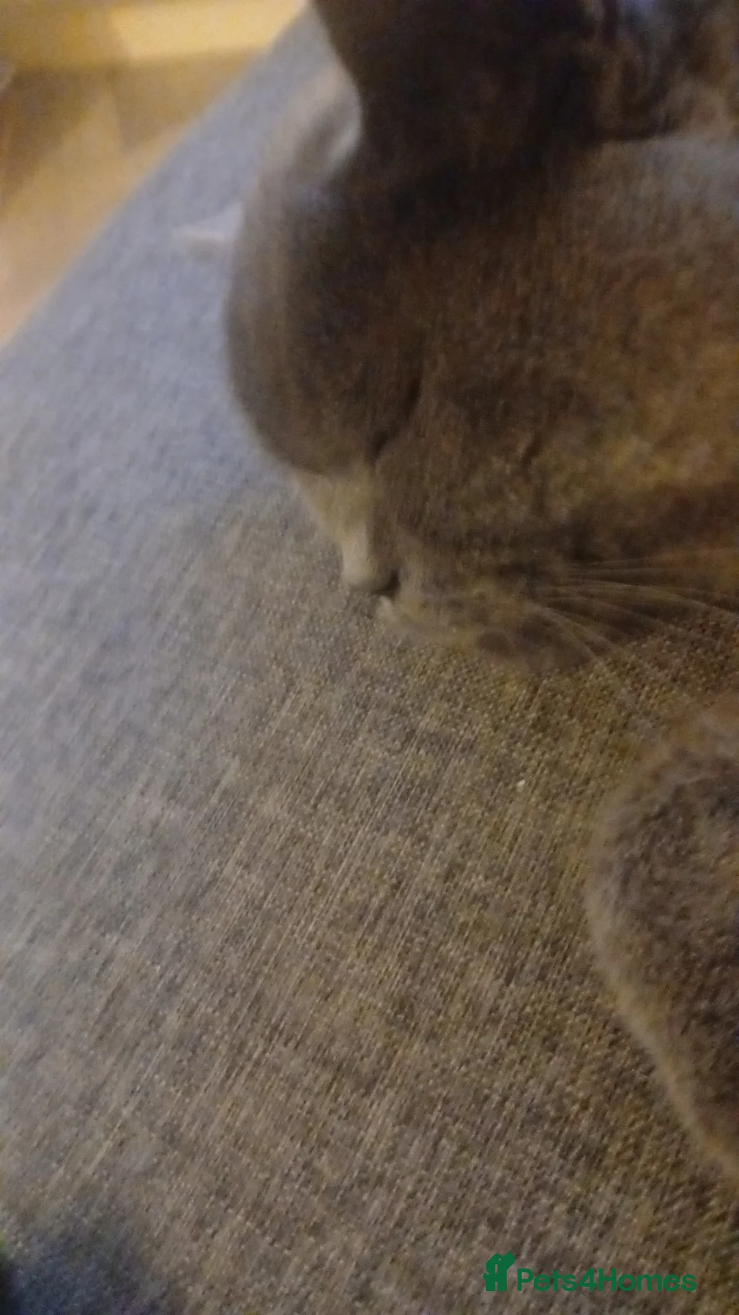 British Shorthair cats for sale: Sweet cat for sale  - Advert 2