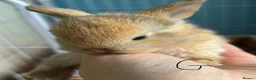 Mini Lion Lop rabbits for sale: 3 gorgeous mini lop X lion head bunny’s for sale.  - Advert 5