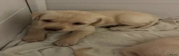 Labrador Retriever dogs for sale: Labradors - Advert 5