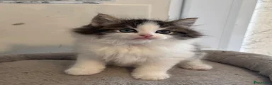 Ragdoll Kitten 1