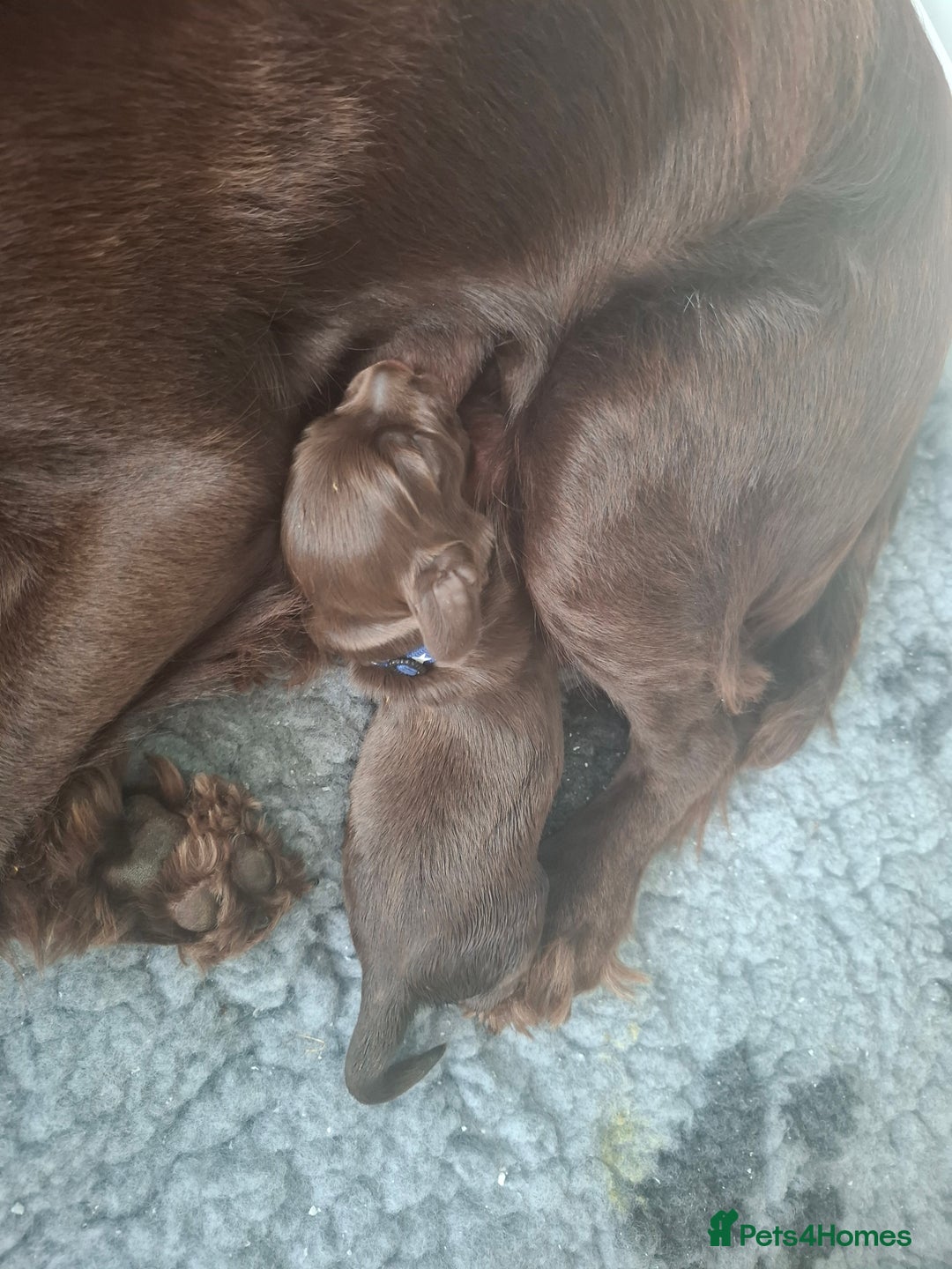Cocker Spaniel dogs for sale: Working Cocker Spaniel Pups parents DNA tested - Image 12
