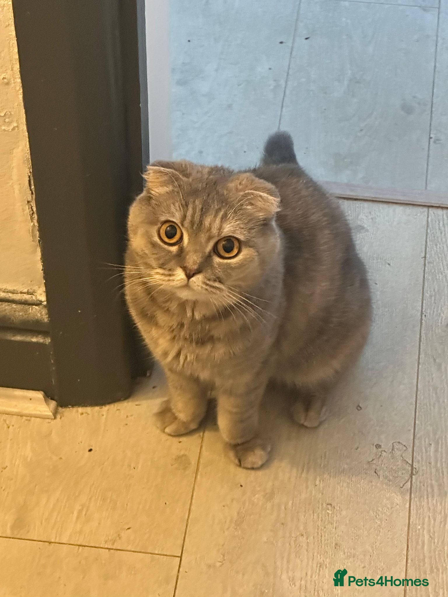 Scottish Fold cats Lily - 5 yr old Purebreed Scottish Fold - Advert 1