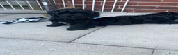 Cavapoo dogs for sale: READY NOW Beautiful f1b black Cavapoos DNA Clear  - Advert 14