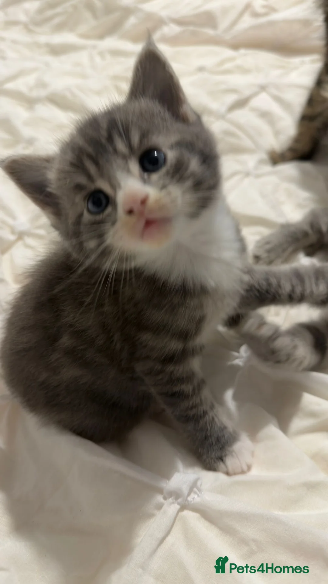 Maine Coon cats for sale: Outstanding Maine coon kittens! - Advert 4