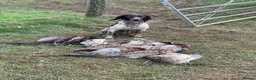 English Springer Spaniel dogs for sale: Excellent quality kc springer spaniel pups  - Advert 32