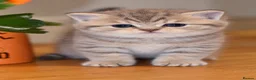 British Shorthair cats for sale: TICA/GCCF British Short//Long Hair Kittens  - Advert 17