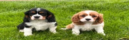 Cavalier King Charles Spaniel dogs for sale: Beautiful cavalier King Charles puppies  - Advert 19
