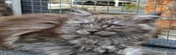Maine Coon cats for sale: Pedigree - smoke russian line mainecoons - Advert 1