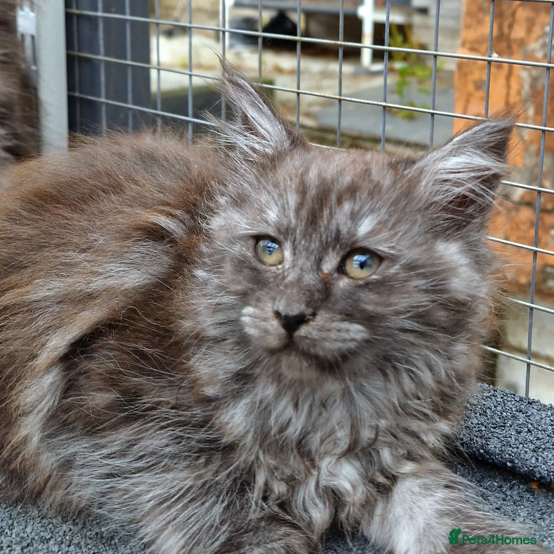 Maine Coon cats for sale: Pedigree - smoke russian line mainecoons - Advert 1