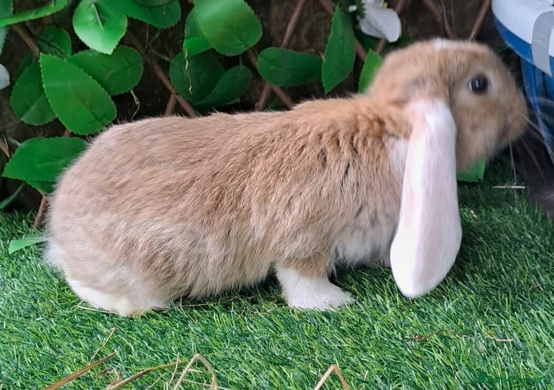 French Lop rabbits for sale: Giant French Lop Planned Litters - Vaccinated   - Image 11