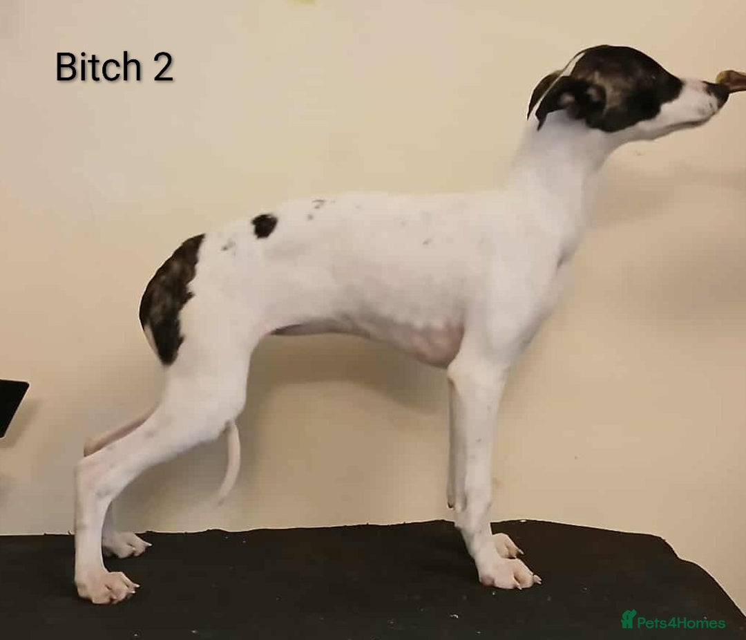 Whippet dogs for sale: Whippet pups - Image 3