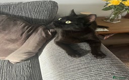 Mixed Breed cats for sale: Black male 15 months old  - Image 3