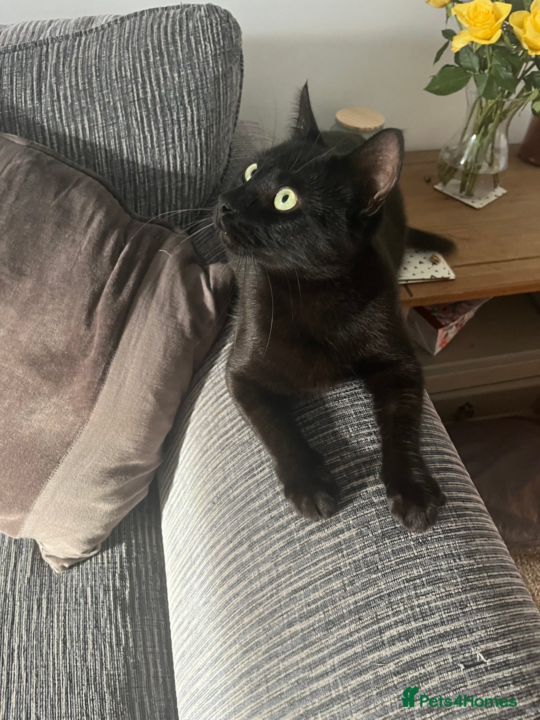 Mixed Breed cats for sale: Black male 15 months old  - Image 3