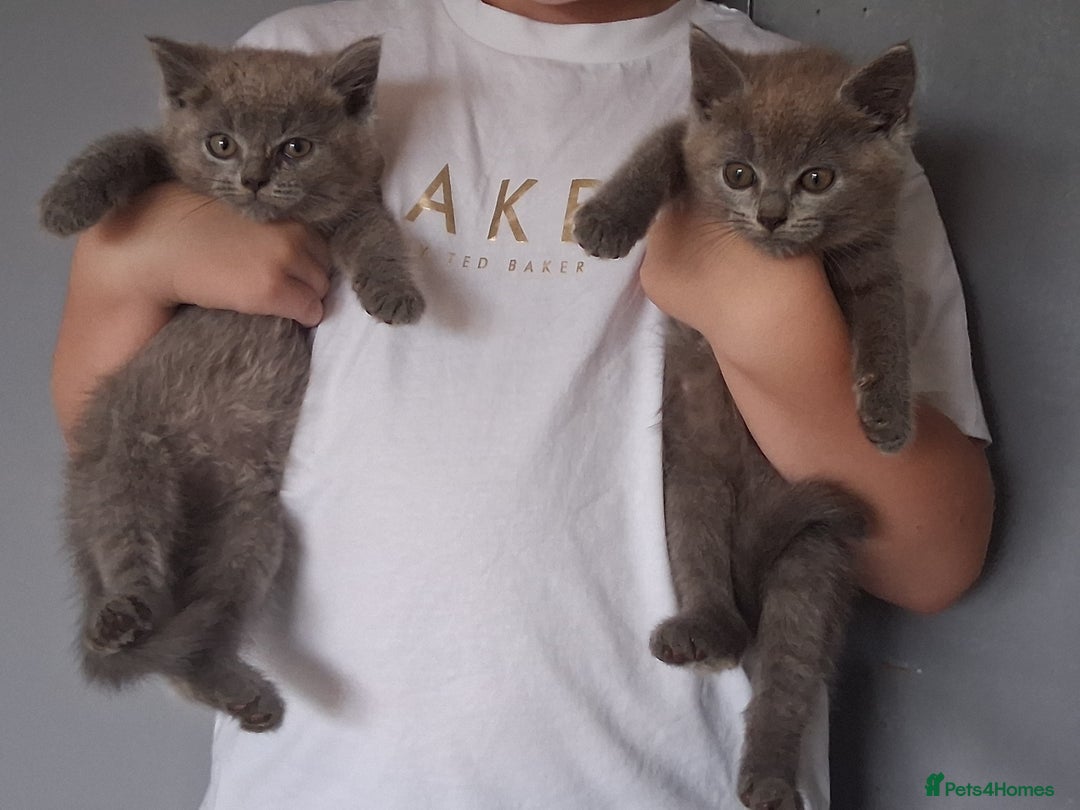 British Shorthair cats for sale: Adorable British short hair Kittens  - Image 16