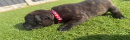 Staffordshire Bull Terrier dogs for sale: KC Registered Red/Brindle Staffy Puppies - Advert 7