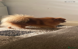 Pomeranian dogs for sale: Beautiful adult female  - Image 2