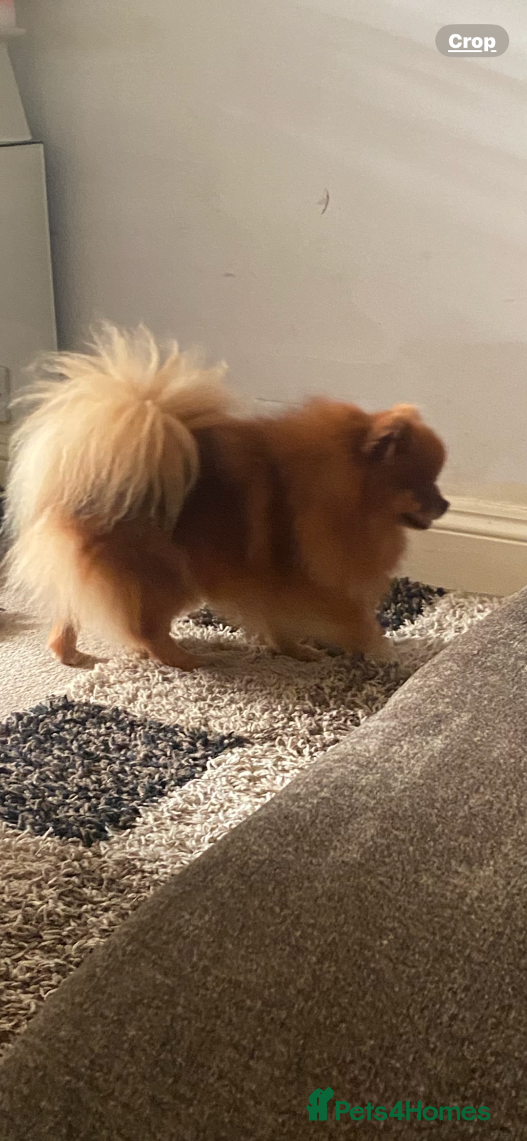 Pomeranian dogs for sale: Beautiful adult female  - Image 2
