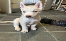 Siberian Husky dogs for sale: Beautiful Siberian Huskies- Last 4 Reduced!! - Image 15