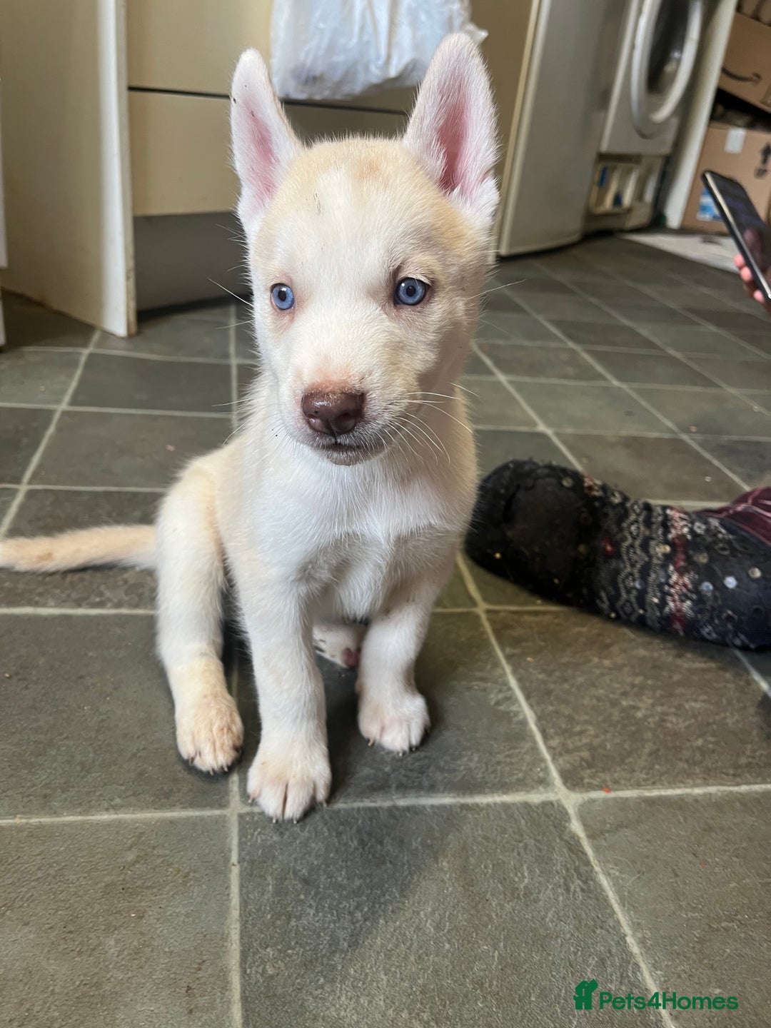 Siberian Husky dogs for sale: Beautiful Siberian Huskies- Last 4 Reduced!! - Image 15