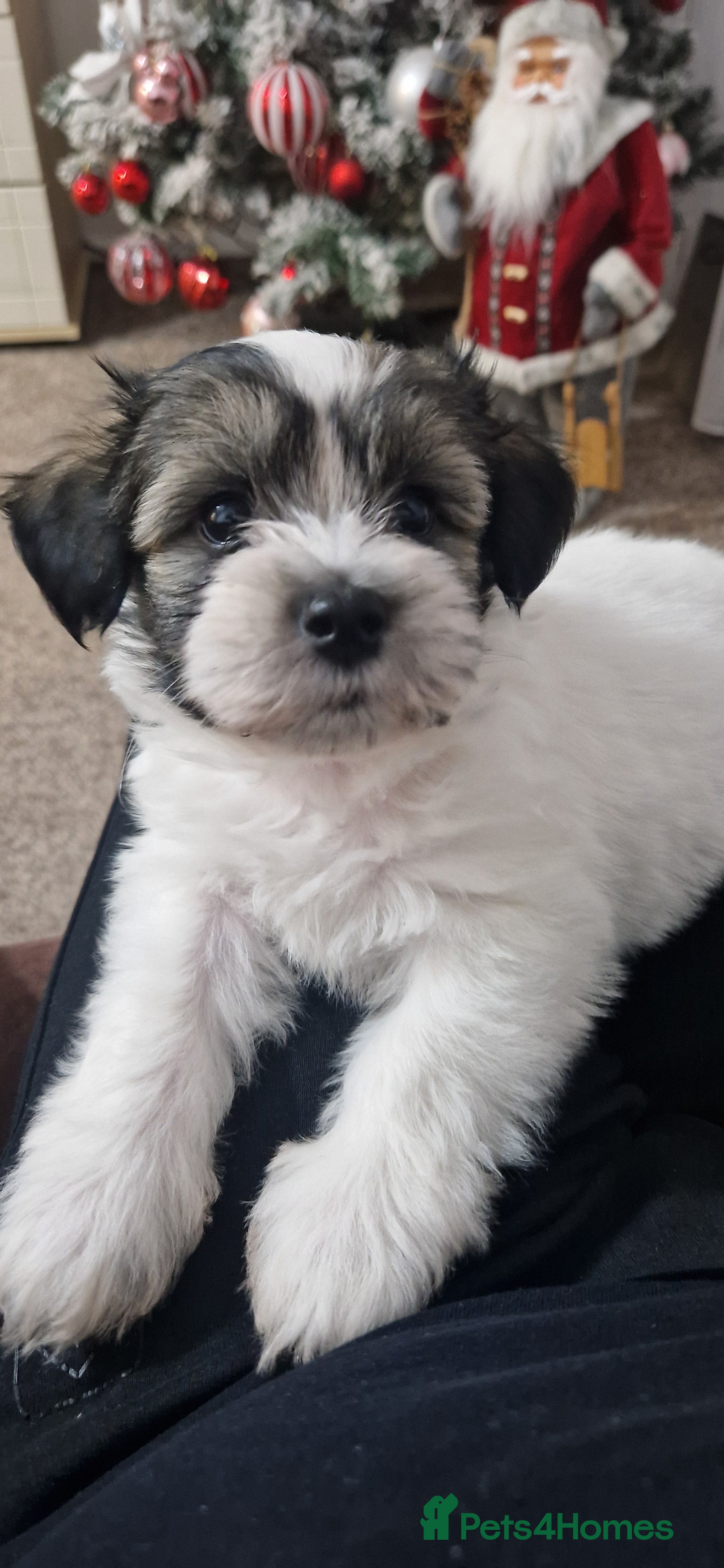 Mixed Breed dogs Bichon havaneze! - Advert 5