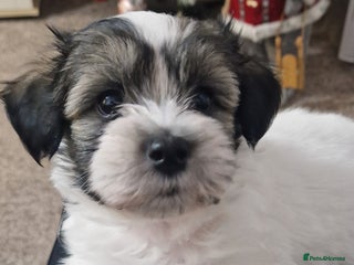 Mixed Breed dogs Bichon havaneze! - Advert 17