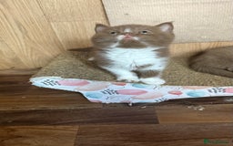 British Shorthair cats for sale:  Tica cinnamons BSH kittens - Image 2