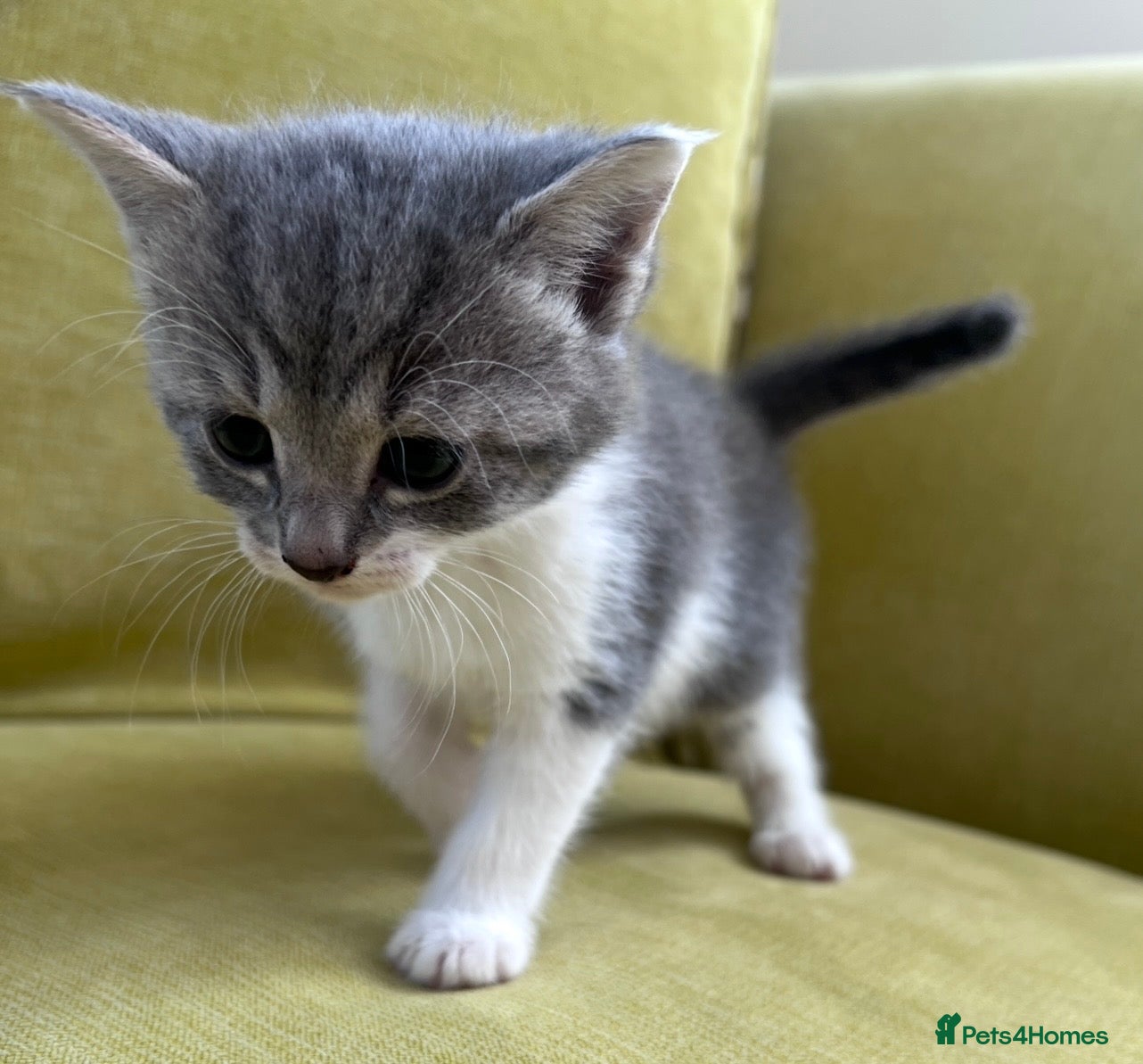 Mixed Breed cats LAYLA’S GORGEOUS LITTER OF FIVE 🐱 🐈 🐈‍⬛ 🐱 🐈  - Advert 2