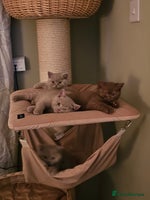 British Shorthair cats GCCF British Shorthairs rare fawn 1 male left - Advert 8