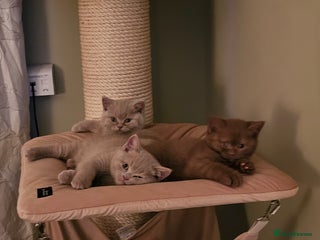 British Shorthair cats - Advert 34