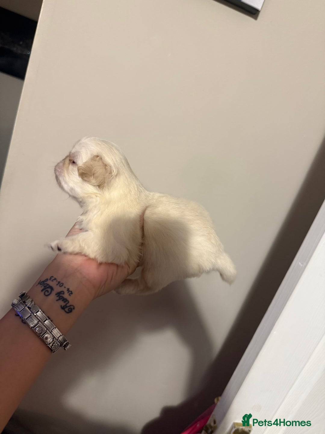 Pug dogs for sale: fluffy pug puppies  - Advert 20