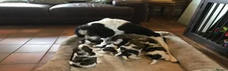 Mixed Breed dogs for sale: Rare Parti Colour CockalierPoos 5* breeder of 25yr - Advert 4