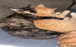 Sphynx cats for sale: Last ginger male ready to go now - Image 3