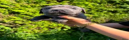 Cane Corso dogs for sale: Cane Corso puppies - Advert 34