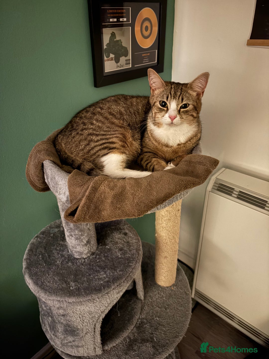 Pixie Bob cats for sale: Female cat needs new home  - Image 2