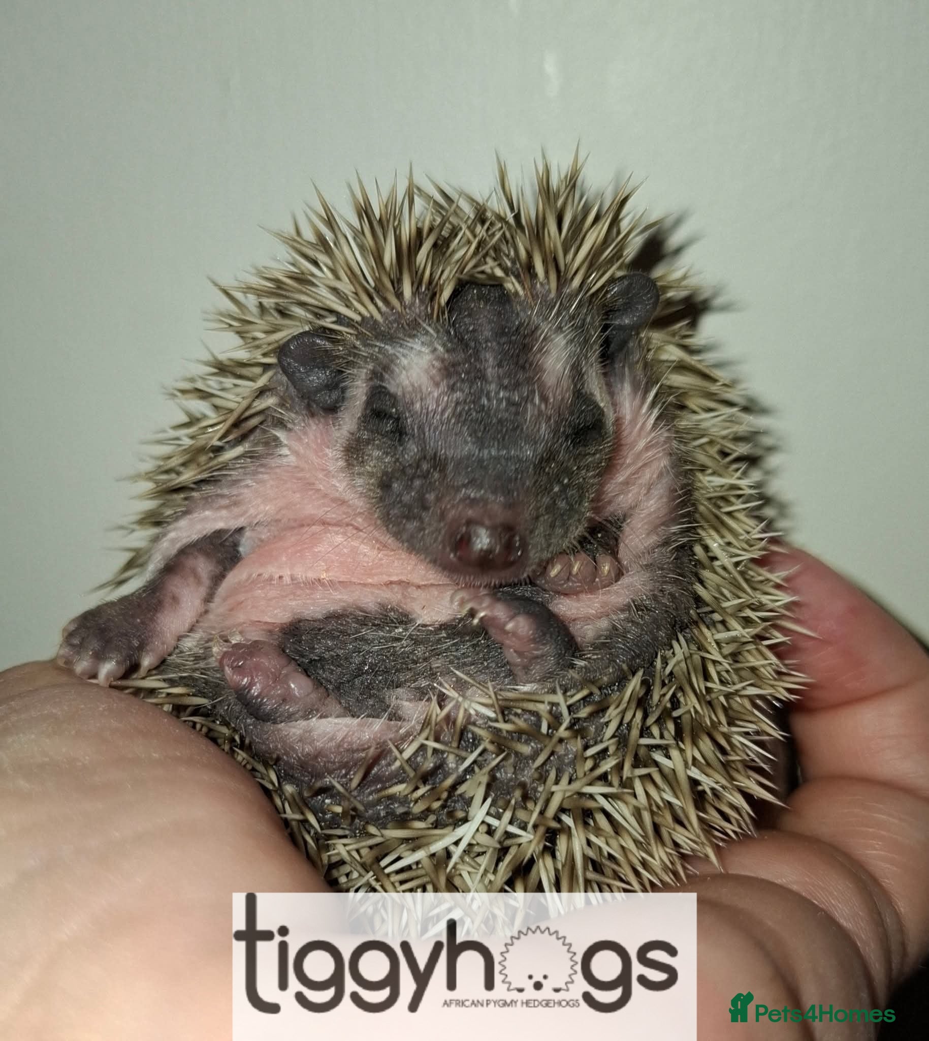 Pygmy Hedgehog rodents  Now reserved.  New litters due soon  - Advert 1