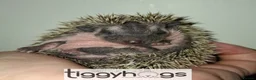 Pygmy Hedgehog rodents for sale:  Now reserved.  New litters due soon  - Advert 1